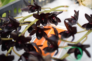 , Visita alle serre di Giulio Celandroni, diarid'orchidee