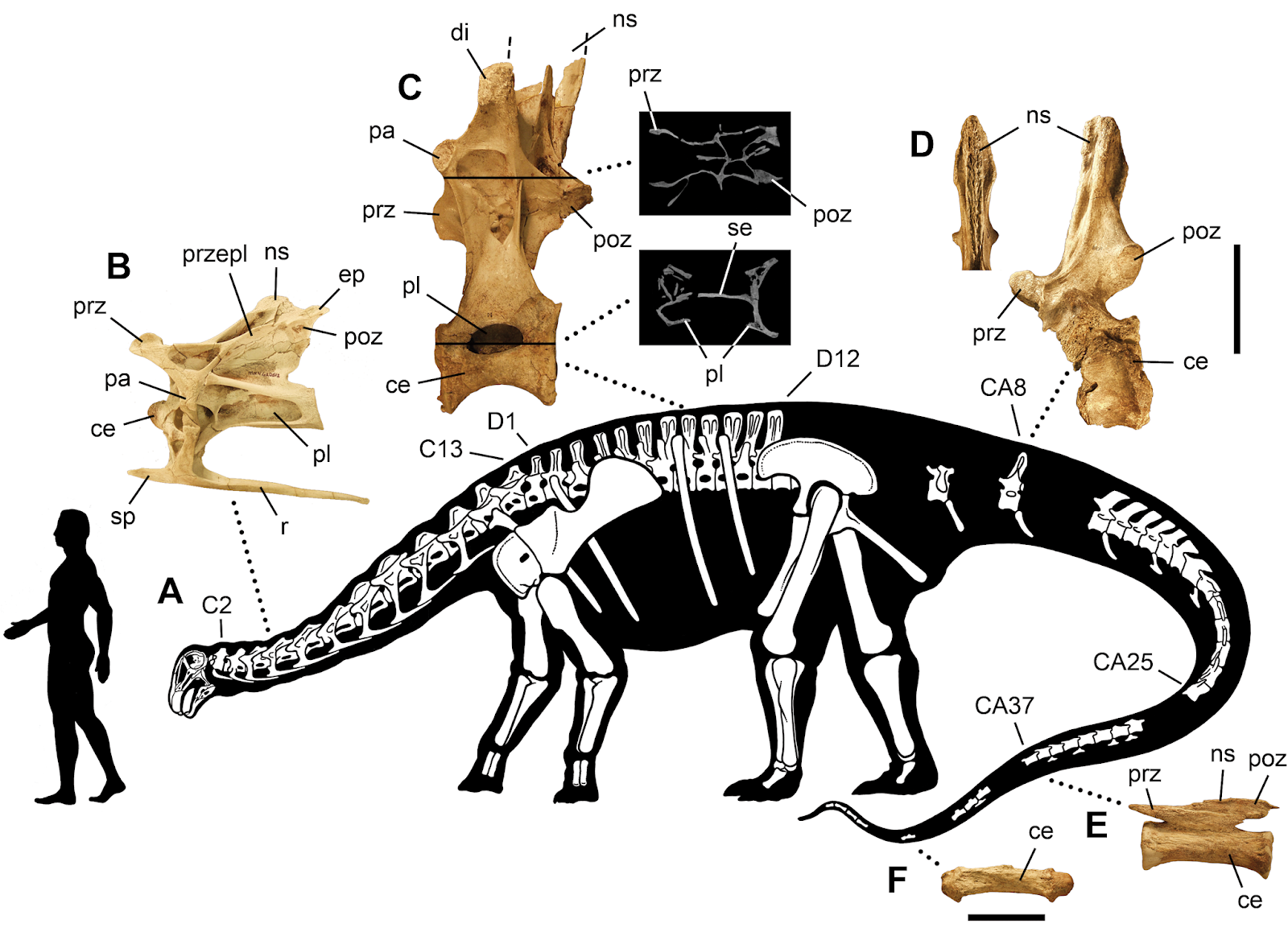 rebbachisaurid