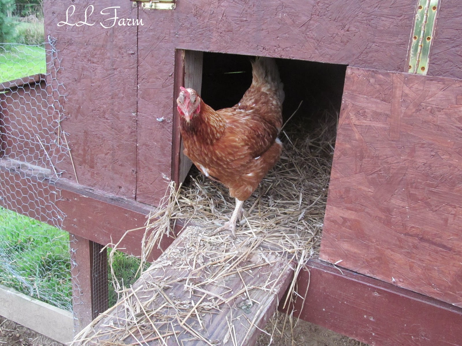 LL Farm 8 Tips For Keeping Your Chickens Safe From Predators and A