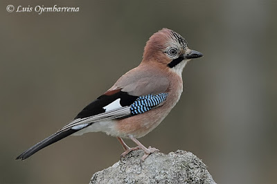 Eurasian jay