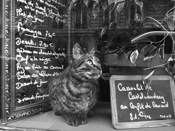 chats parisiens