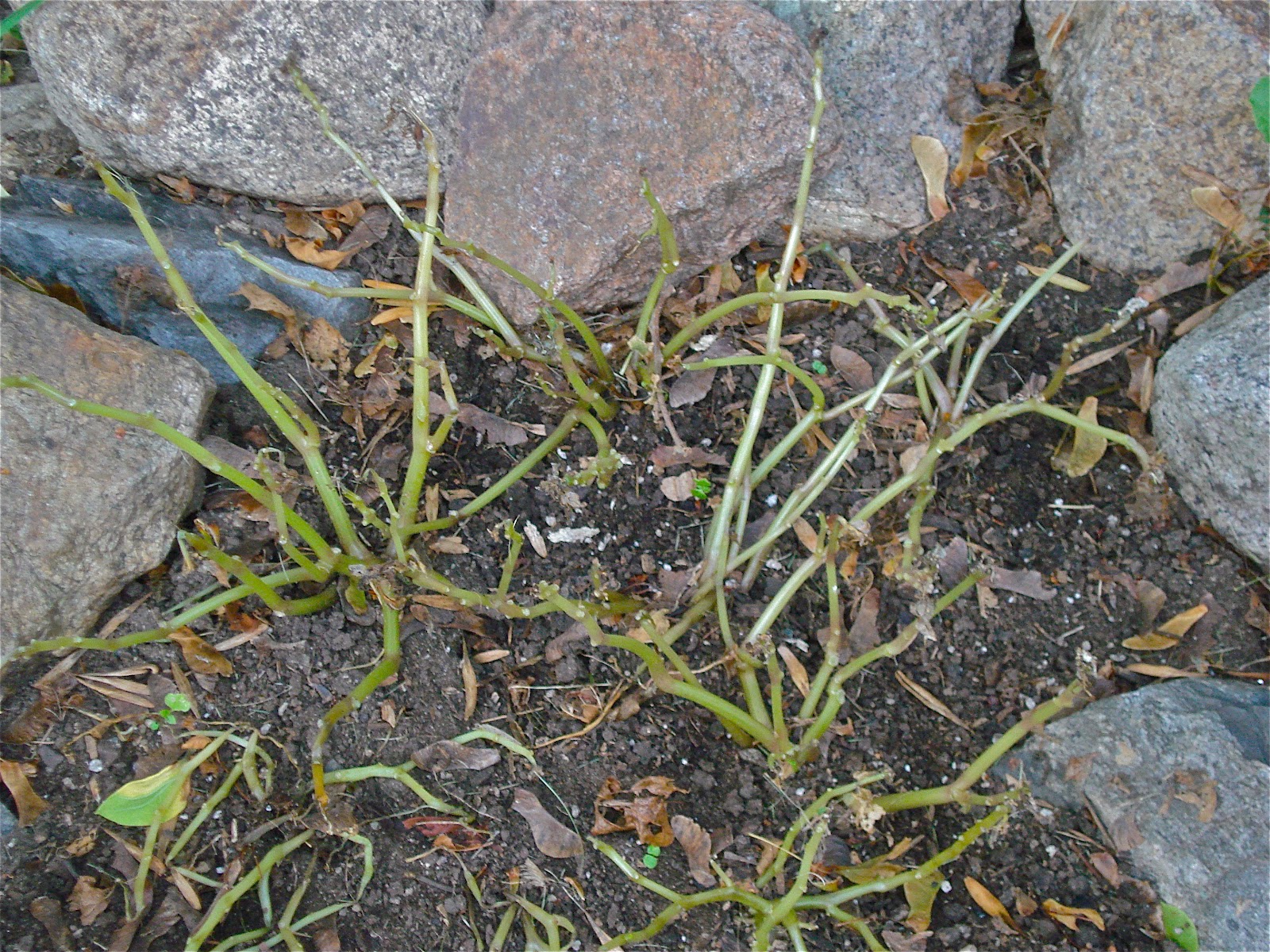 Ipswich Garden Club Impatiens Disease Can Winter Over