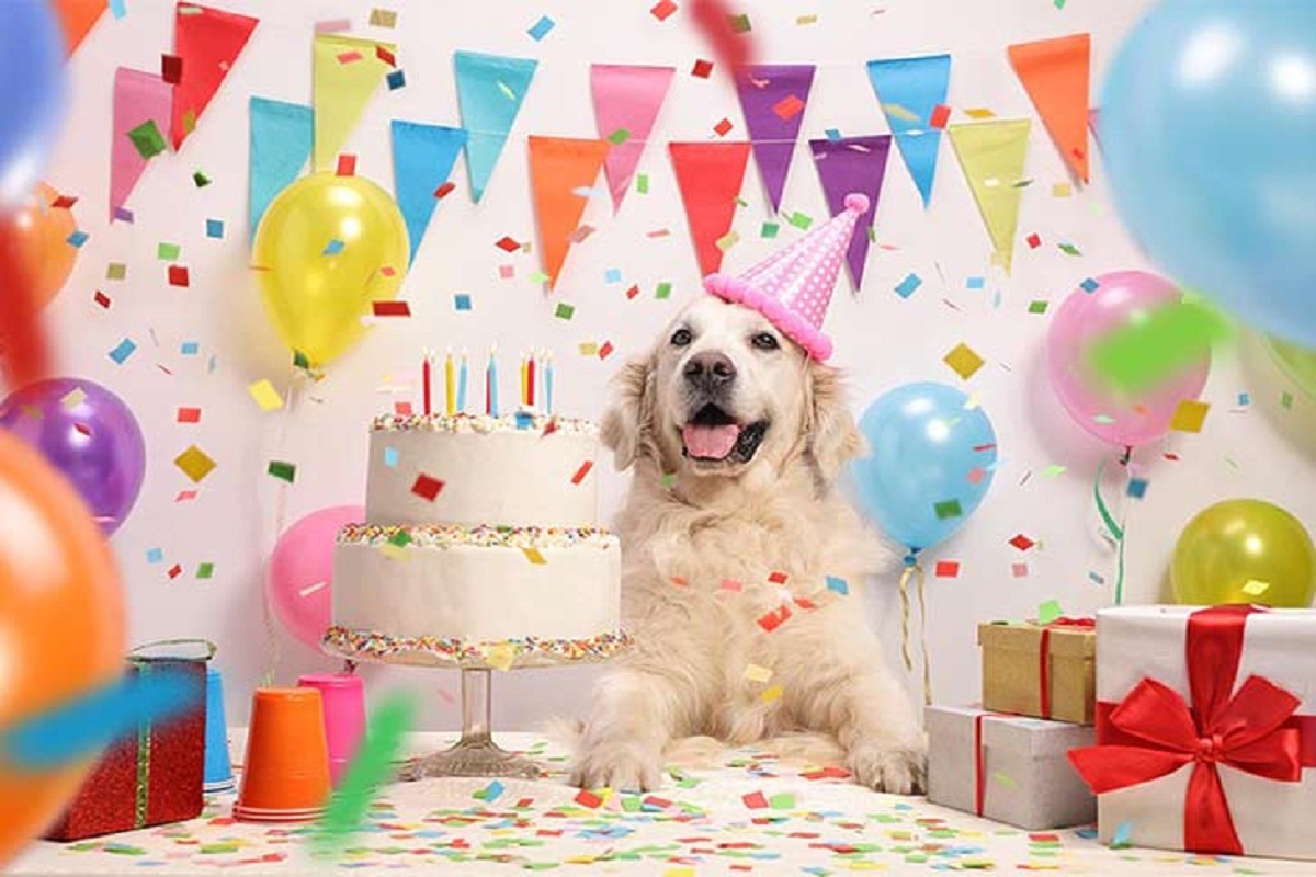 5-dog-birthday-parties-better-than-yours-healthy-paws-pet-insurance