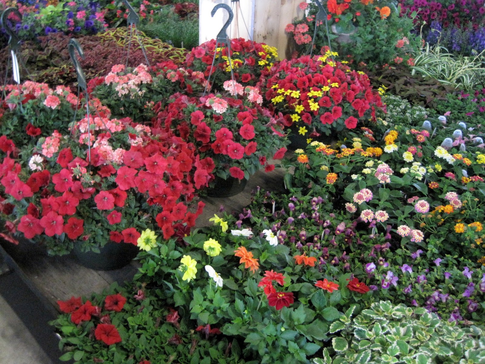 Gone Walkabout 2 Amish Flower Auction