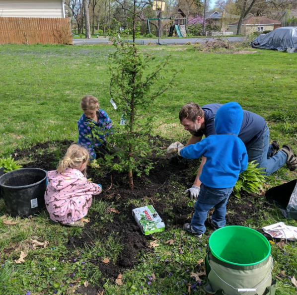 Planting Our Dawn Redwood Tree
