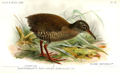Dieffenbach's Rail (Gallirallus dieffenbachii) Dieffenbach's Rail (Gallirallus dieffenbachii)