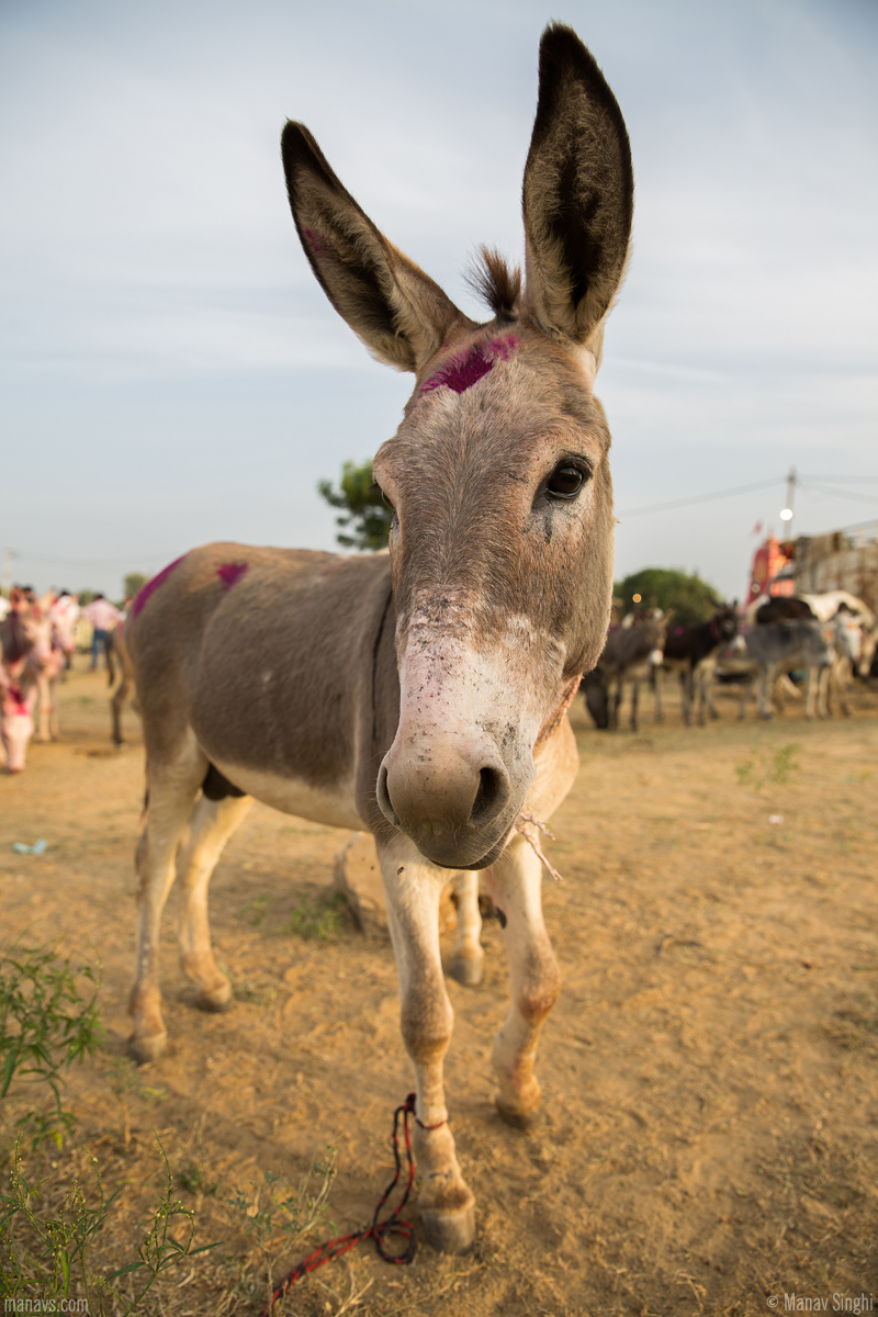 Donkey Fair - Ghati Karolan, Surrounding temple of Goddess Khalkani, Near Luniawas village, Approx 20km from Jaipur, Rajasthan.  Asia's biggest Donkey Fair or cattle fair near Jaipur.