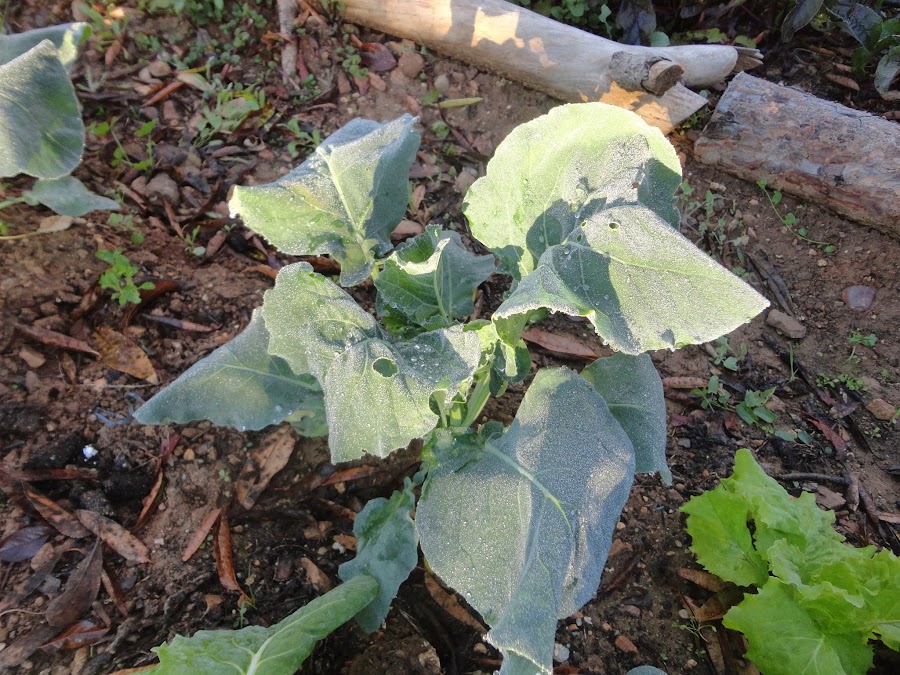 BRÓCOLI CON ESCARCHA TRAS UNA NOCHE DE HELADAS EN EL HUERTO.