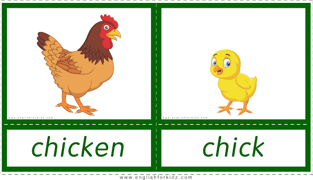Animals and their babies -- chicken - chick -- printable flashcards