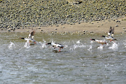 why do birds fly low over water 2