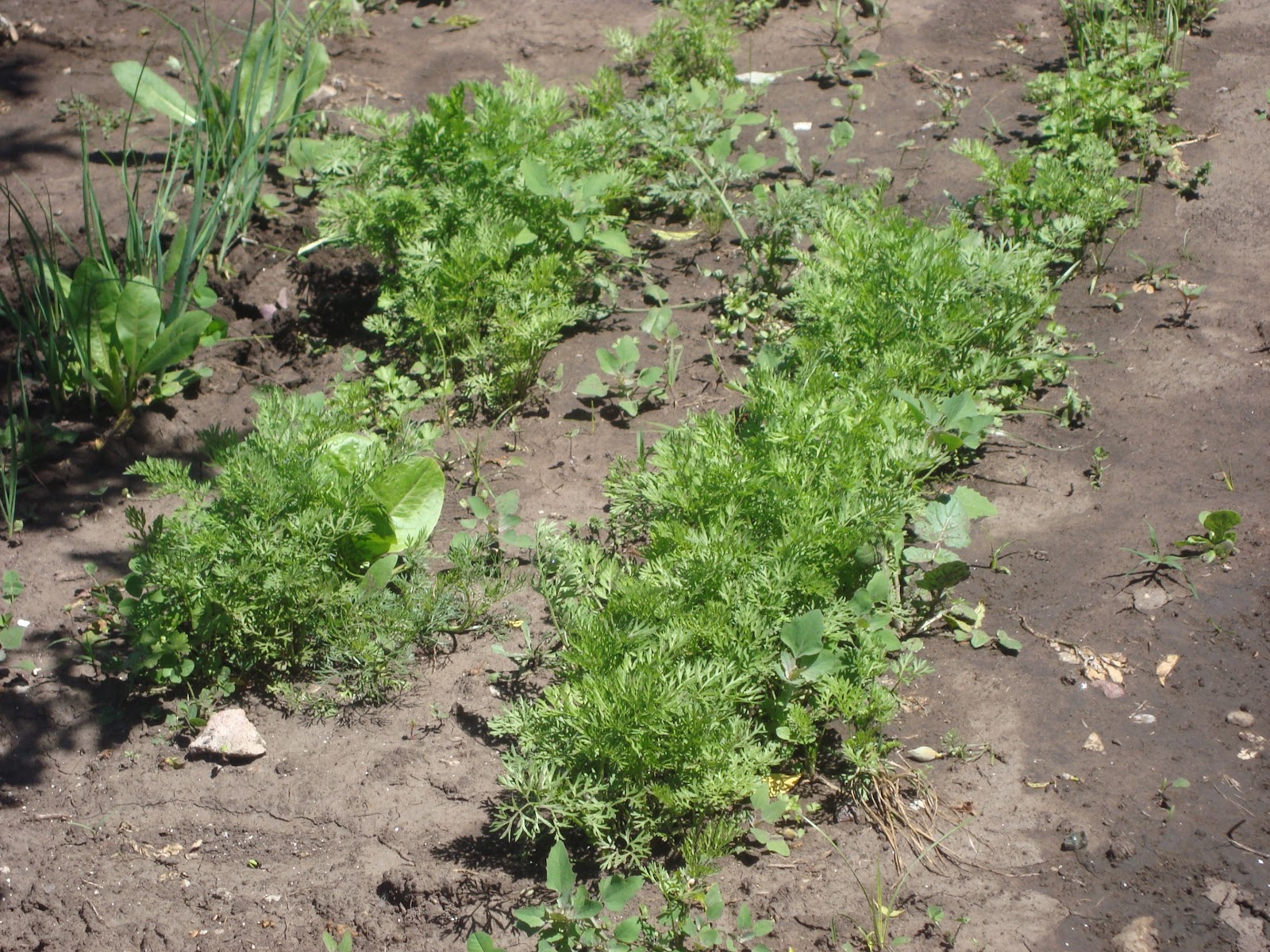 Jardín de Fantasía I