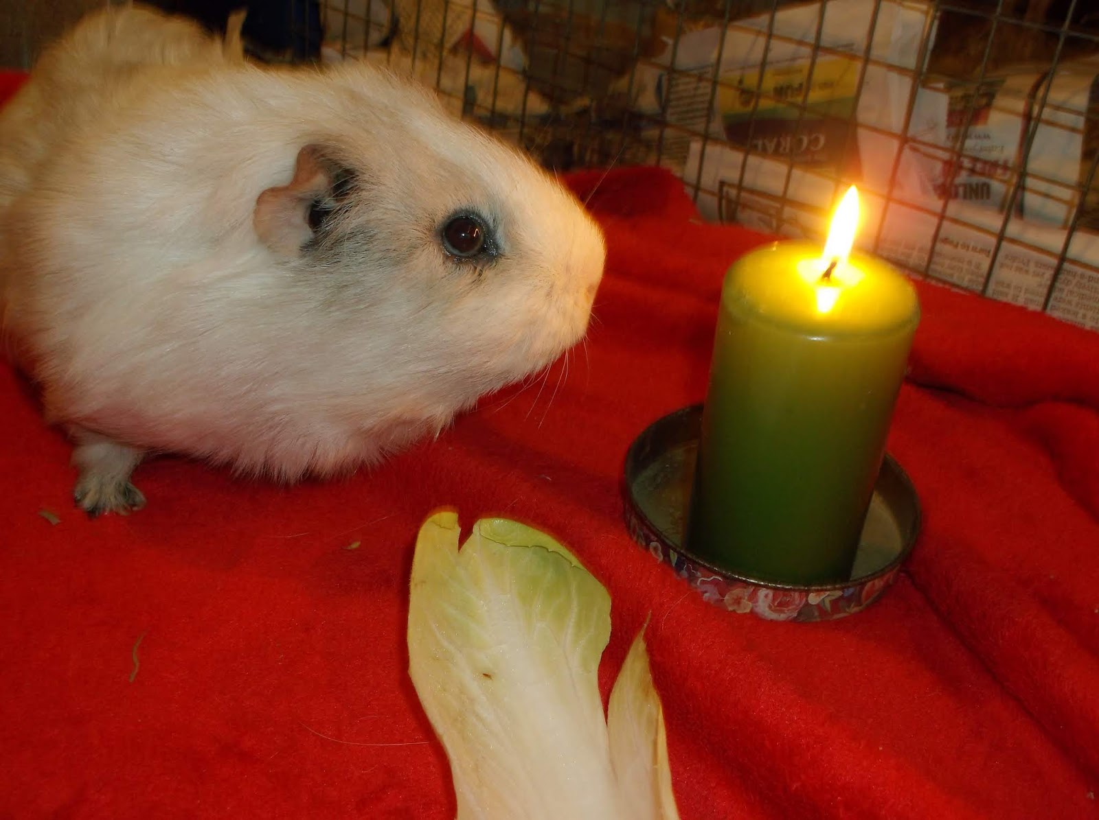 Undercover Guinea Pigs Annual Candle Lighting Ceremony