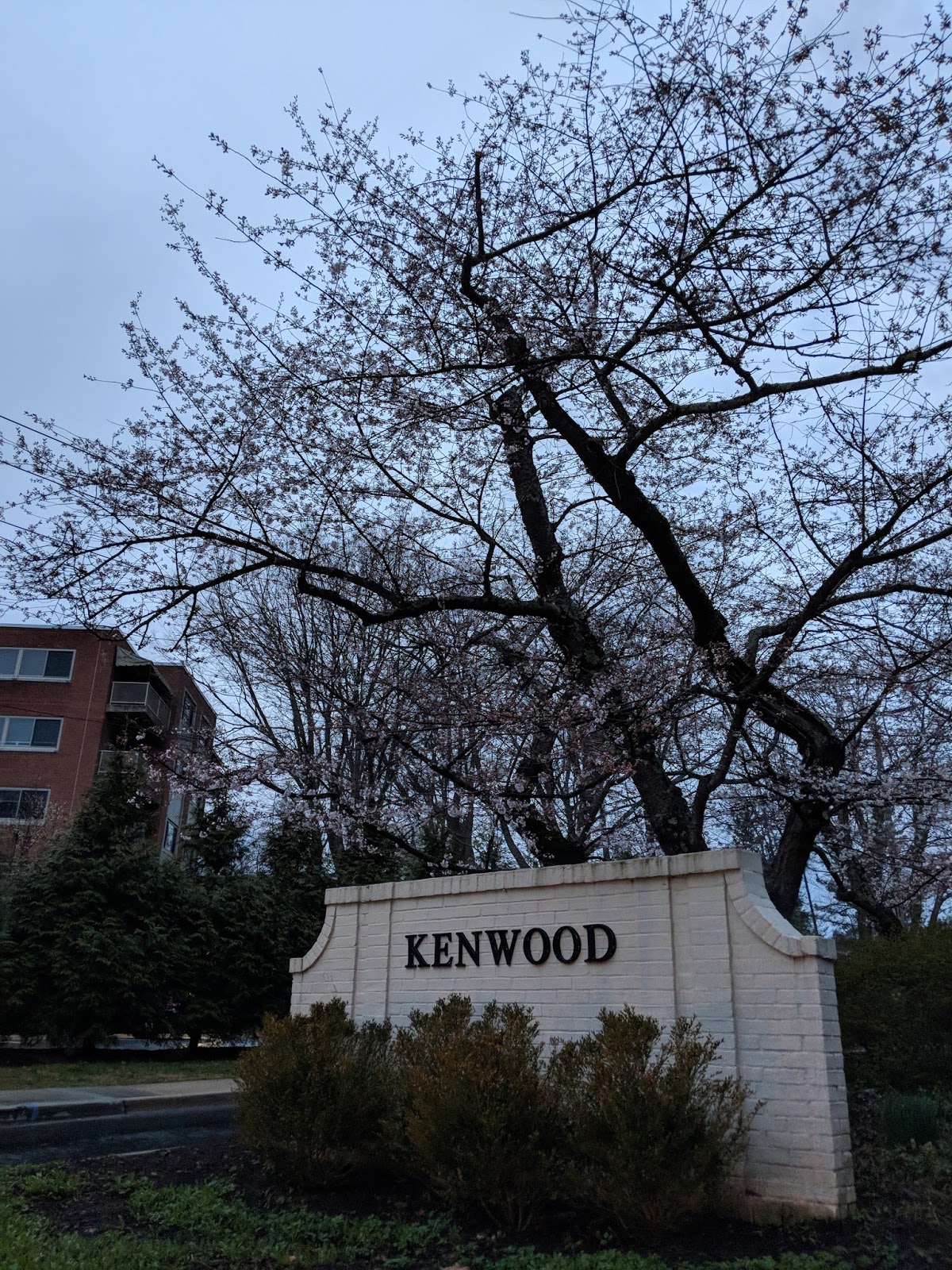 Robert Dyer Bethesda Row Kenwood cherry blossoms emerging for 2018