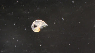 Developmental Biology in the Ocean 2013: 2 updates: my babies be ...