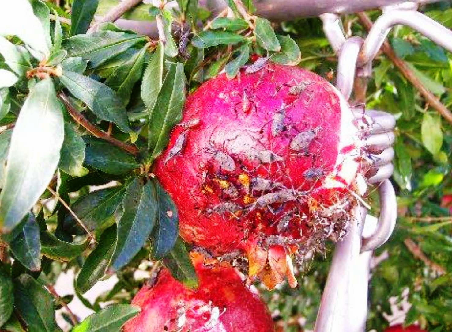 Xtremehorticulture of the Desert Expect Those Ugly Bugs on Pomegranate