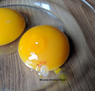 Blood spot on the yolk inside a chickens egg.