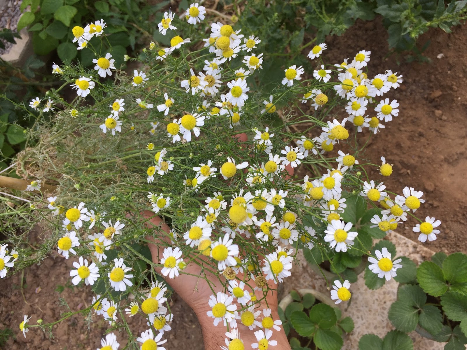 How to Grow Chamomile From seed indoors