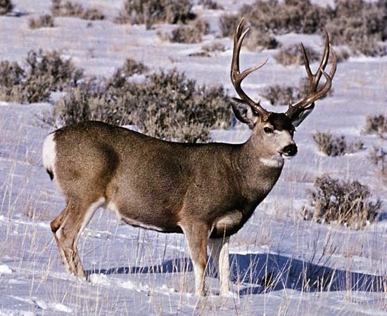 Mule Deer Animals Facts Interesting Pictures All Wildlife Photographs mule-deer-animals-facts-interesting-pictures-all-wildlife-photographs