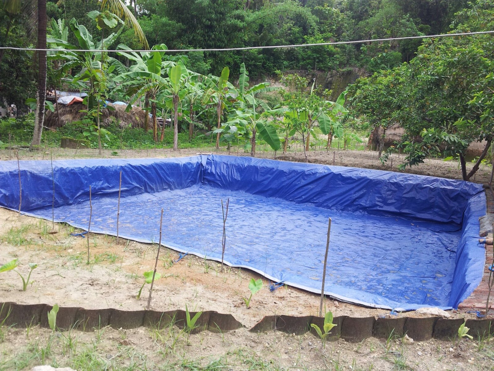 SEMUA BISA: Cara budidaya ikan nila merah di kolam terpal Paling Mudah