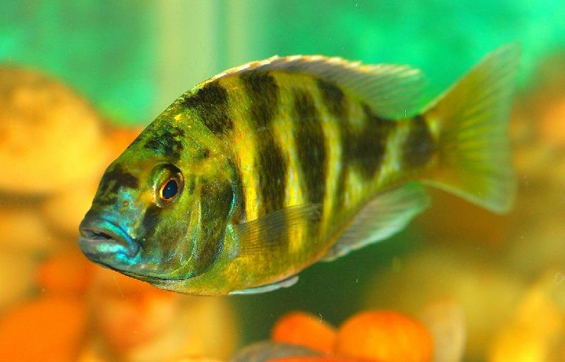jenis jenis ikan cichlid ( Malawi Cichlids ) Gambar jenis jenis ikan cichlid ( Malawi Cichlids ) - Venustus ( Nimbochromis venustus )
