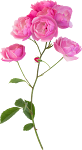 Flower_7.png
