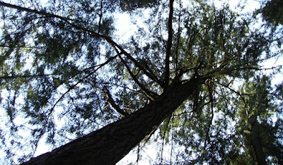 Looking up at a tall douglas fir tree