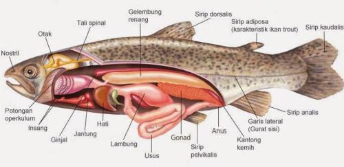 Apa Itu Abdomen Pada Ikan PERIKANANKU