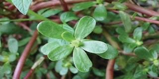 daun krokot untuk kenari daun krokot