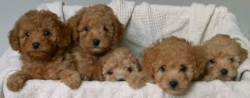 I Love Dogs Fluffy Dogs That Don T Shed Hypoallergenic Dog Breeds