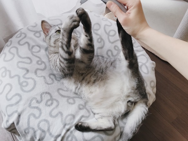 ブラシと戦う猫