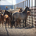 Federal Agency Votes To Slaughter 44,000 Of The 67,000 Wild Horses In The U.S.