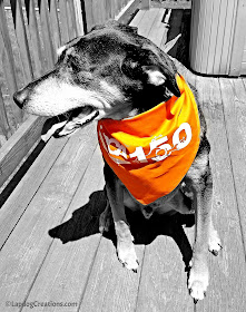 Help Teutul Wish the ASPCA a Happy 150th - and enter to WIN a #ASPCA150 Gift Pack! #adoptdontshop #rescuedog #LapdogCreations ©LapdogCreations