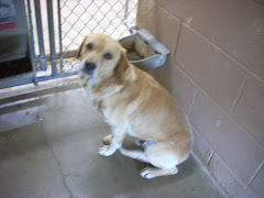4/17/12 Gassing Shelter. Dogs and Cats  Always in Need OH