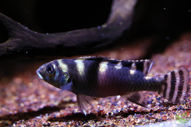 Nanochromis transvestitus / kongo