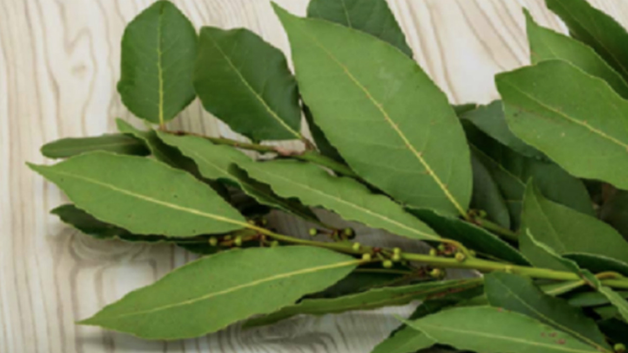 La hoja de laurel es una bendición de DIOS, combate insomnio, azúcar