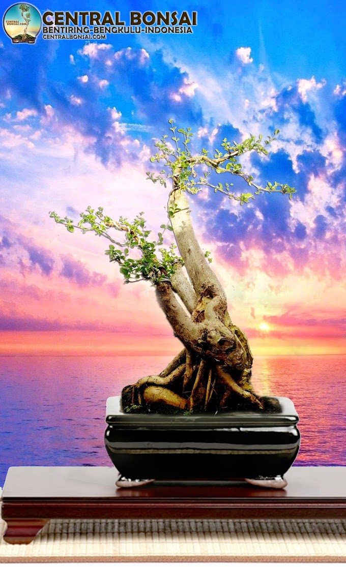 CARA CEPAT PENGERDILAN BAKALAN BONSAI