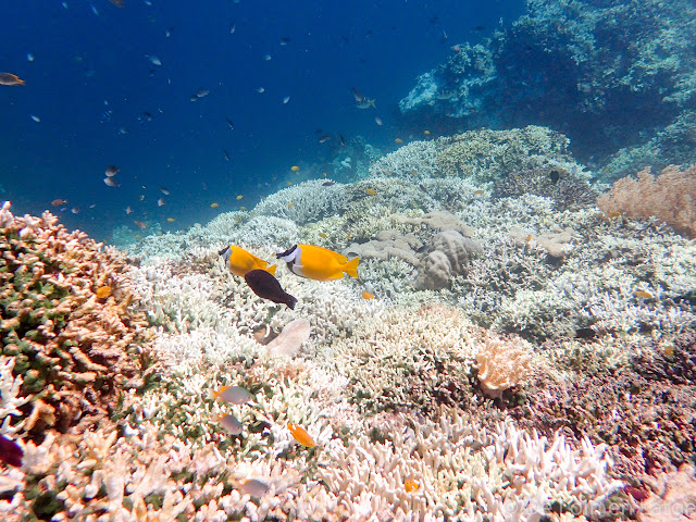 Pulau Menjangan - Bali