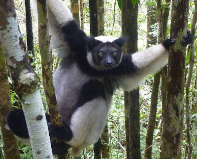Indri - animals start with letter I Indri - animals start with letter I