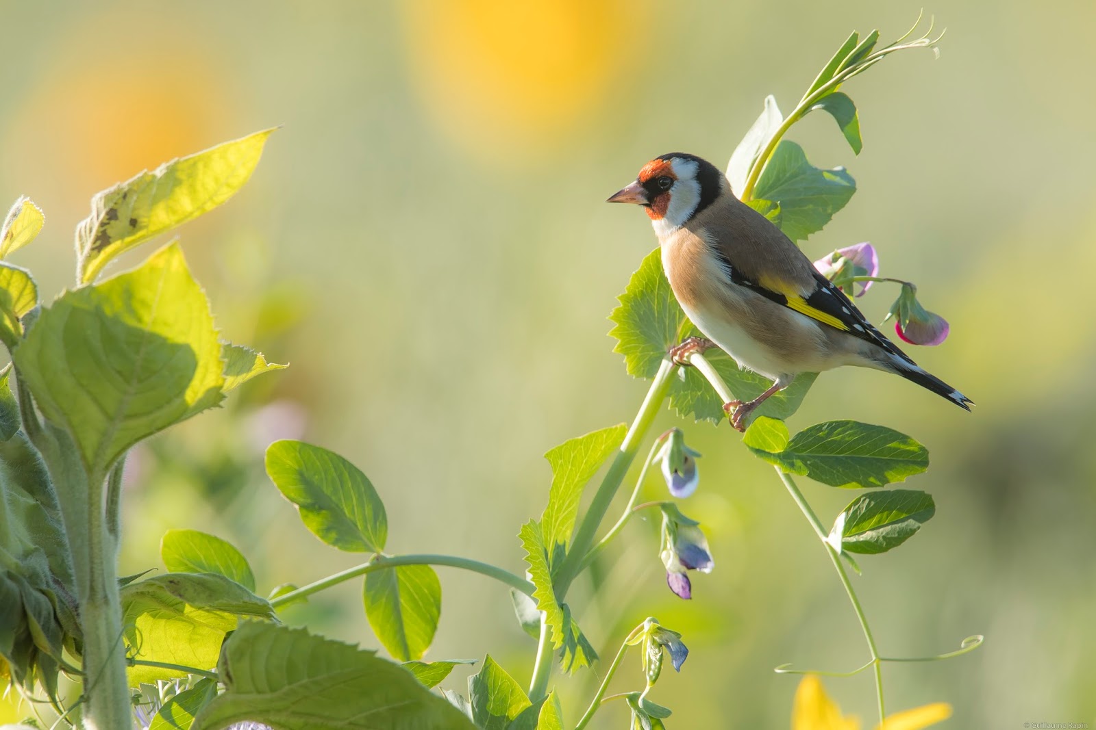 Au Plus Proche De La Nature Chardonneret Elegant