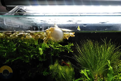 堤防を固定している吸盤が目立つ