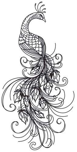 peacock drawing tattoos