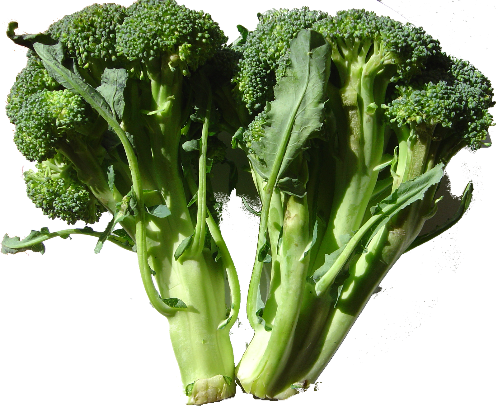 Eat Live Grow Paleo : Vegetables : Broccoli