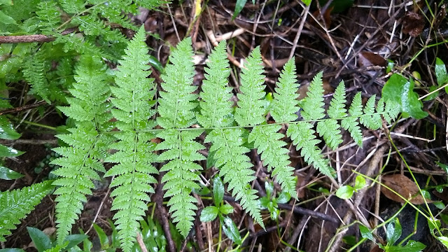 Macrothelypteris torresiana