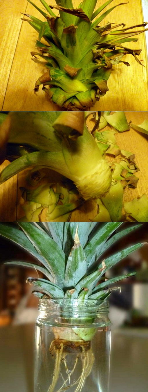 Growing a Pineapple in Water From a Pineapple Top 101 Gardening
