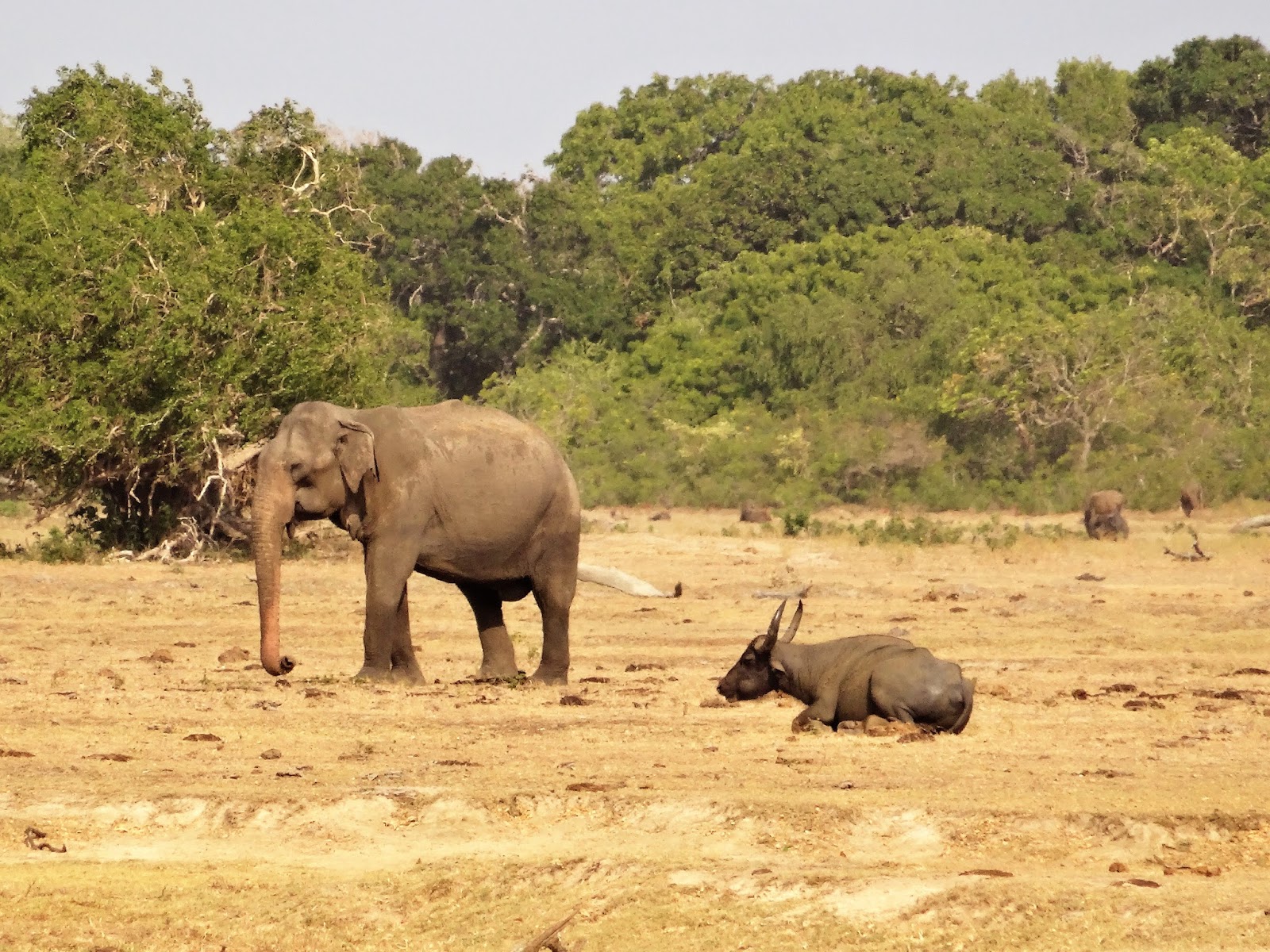 Een maand in sri lanka