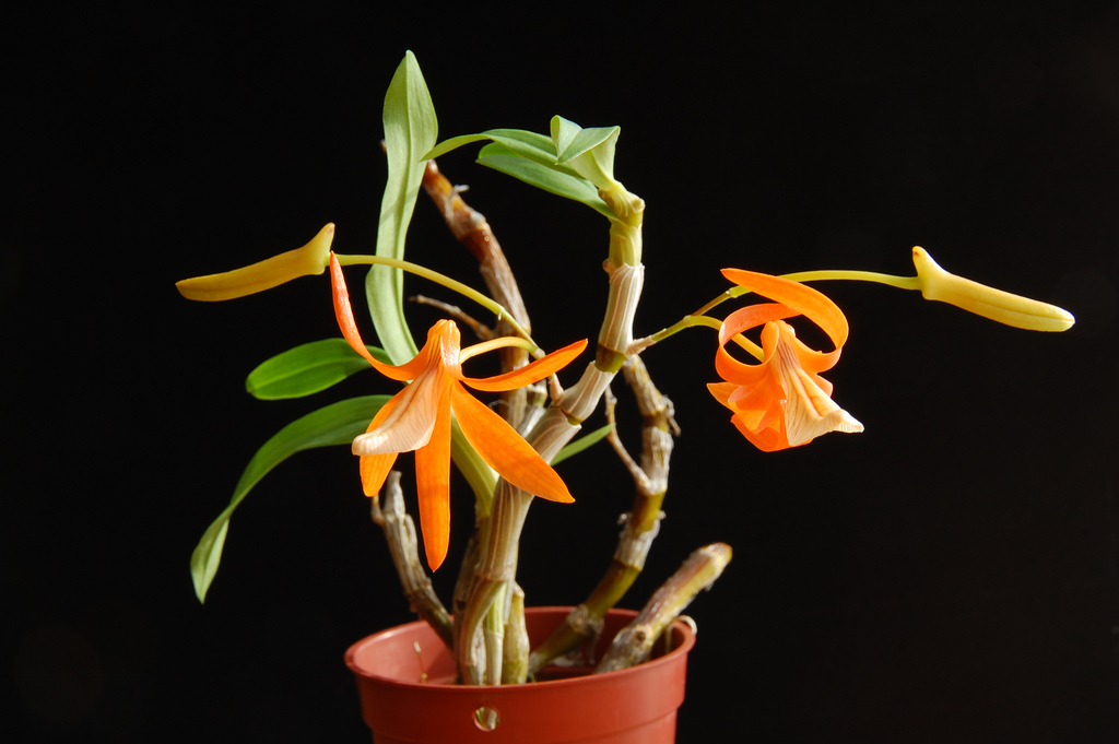 Dendrobium unicum care and culture | Travaldo&rsquo;s blog