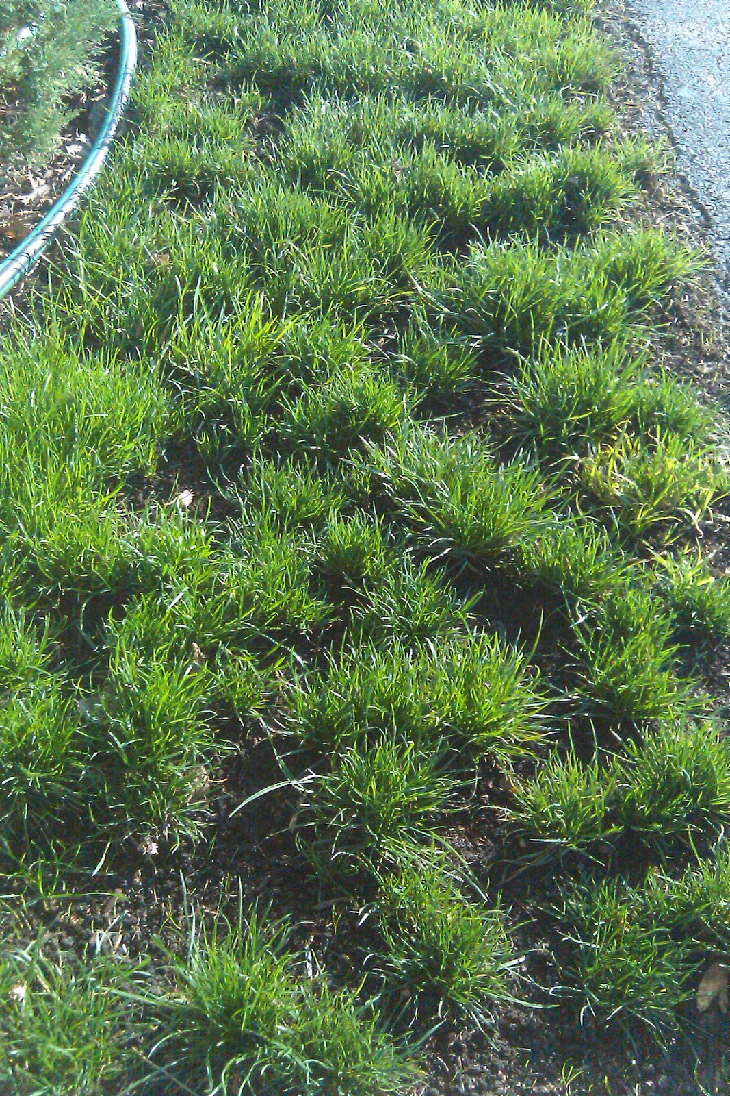 Lawn*Doctor Lawn Care Insights: Benefits of Rhizome grasses