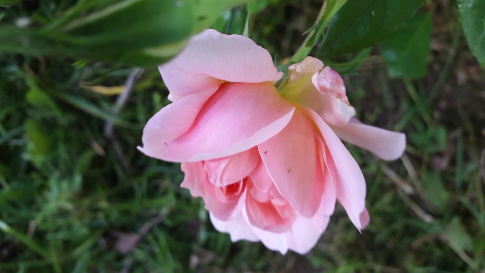 Do roses grow everywhere?