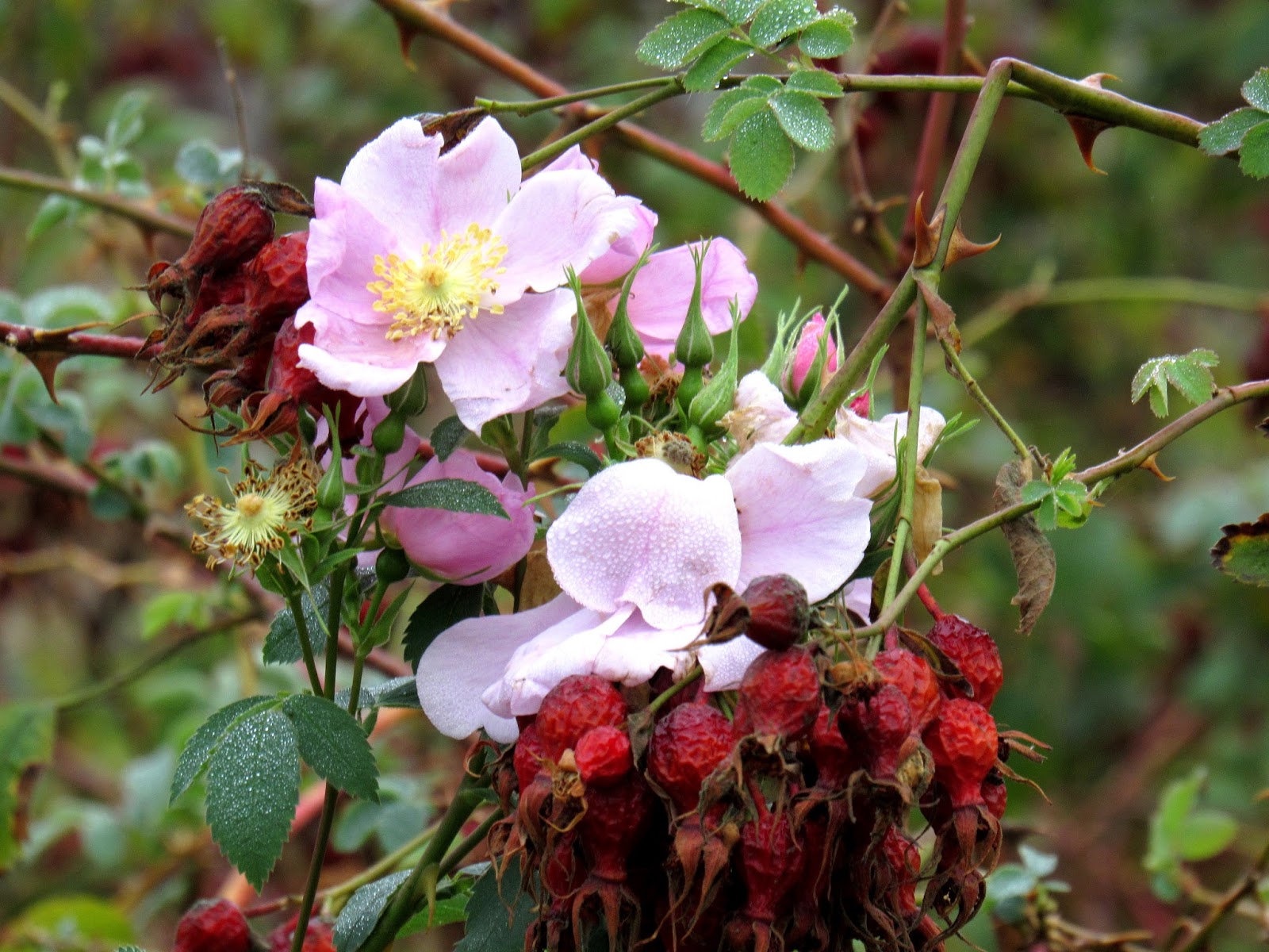 California Wild Rose & John Muir's Bee Garden