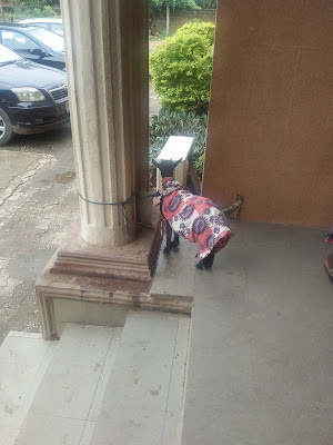 Goat Dressed In Matching Ankara Outfit At An Event